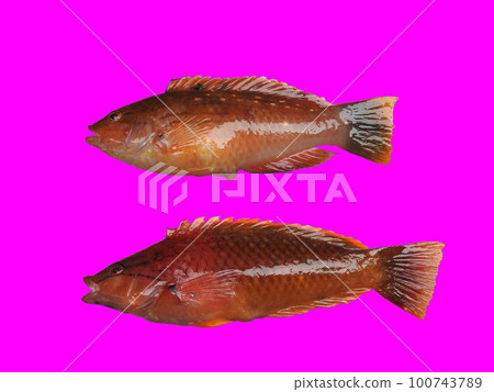 Hoshisasanojabera and Akasasanojabera 100743789