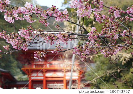近江神社的河津櫻花 近江神社的河津櫻花 100743797