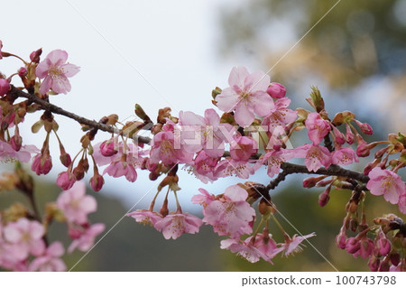 Kawazu cherry blossoms at Omi Shrine Kawazu cherry blossoms at Omi Shrine 100743798