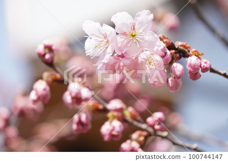Hatsumi Yozakura Hatsumi Yozakura 100744147