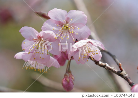 Hatsumi Yozakura Hatsumi Yozakura 100744148