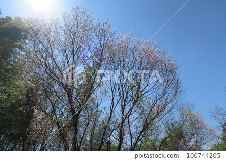  Tsugaike公園 100744205