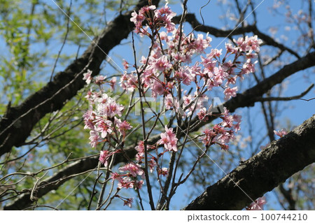  Tsugaike公園 100744210