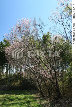  Tsugaike公園 100744214