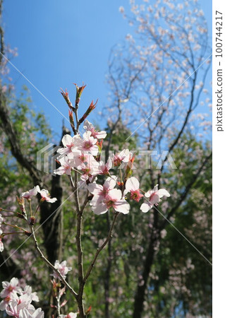  Tsugaike公園 100744217