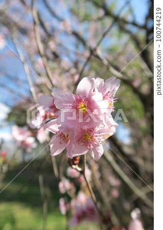  Tsugaike公園 100744219