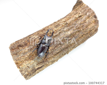 鍬蟲 鍬蟲 暑假孩子 100744317