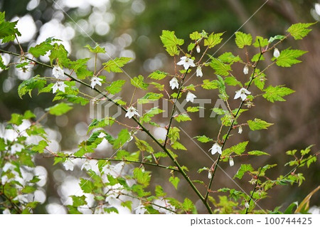 杉木冷杉花 杉木冷杉花 100744425