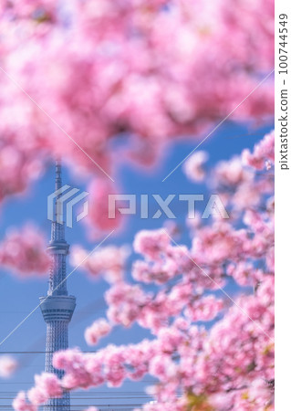 《Tokyo》 Sky Tree and Kawazu Sakura ・ Spring Tokyo 《Tokyo》 Sky Tree and Kawazu Sakura ・ Spring Tokyo 100744549