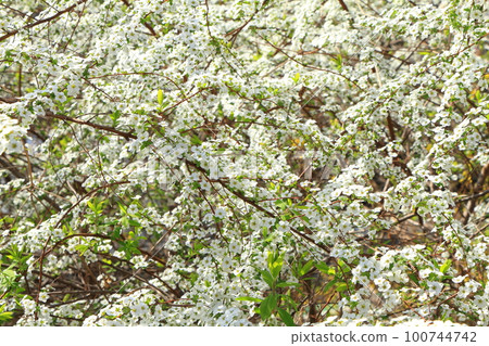 Yuki willow with white flowers blooming all over the branches Yuki willow with white flowers blooming all over the branches 100744742