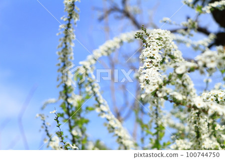 白花開滿枝頭的雪柳 白花開滿枝頭的雪柳 100744750