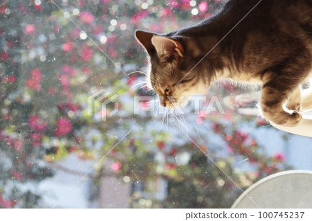 jumping cat american shorthair blue tabby jumping cat american shorthair blue tabby 100745237