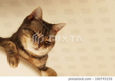 冷眼貓 美國短毛貓 Blue Tabby 100745258