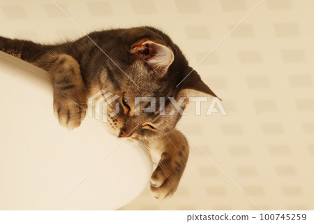 Cat american shorthair blue tabby looking down sleepily 100745259