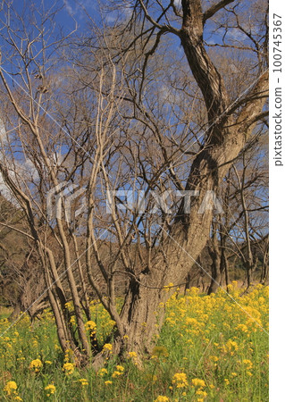 Field of rapeseed flowers in the Irita willow forest in Kochi Prefecture 100745367