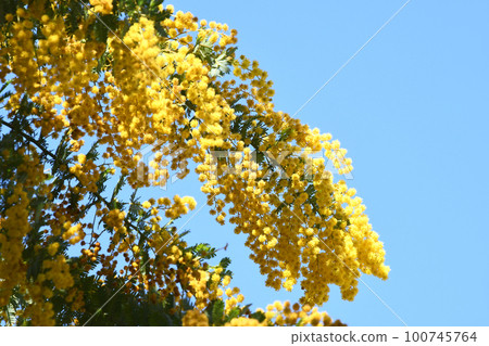 Mimosa Mimosa 100745764