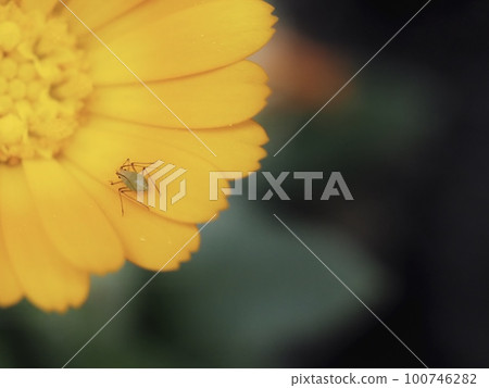orange blossom and aphids orange blossom and aphids 100746282