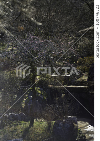 都城市紫陽花公園 R5之春 100746323