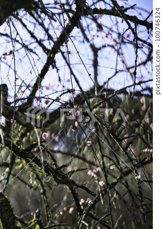 Miyakonojo City Hydrangea Park Spring of R5 100746324