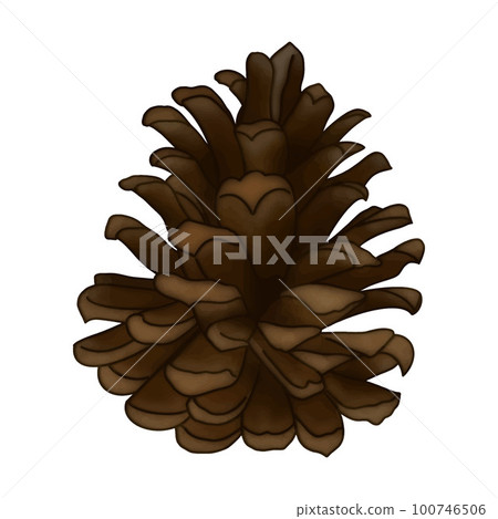 Pine cone clipart winter design element isolated on white background. 100746506