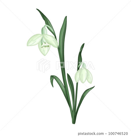 Snowdrop flower with green leaves clipart. Winter flower design element on white background. 100746520