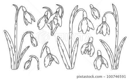 Snowdrop flowers set black and white. Spring wildflower sketch. Blossom plant. Snowdrop flower art. Vector.  100746591