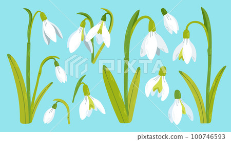 Snowdrop flowers set. Spring wildflower. Beautiful nature herb. Blossom plant. Snowdrop flower art. Vector.  100746593