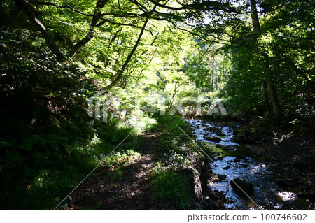 Scenery of a river running through a bright forest under the cool shade of trees 100746602