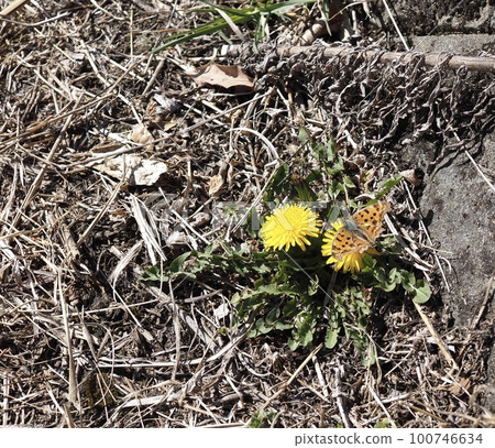 一隻蝴蝶坐在蒲公英上的風景 一隻蝴蝶坐在蒲公英上的風景 100746634