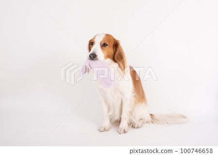 Kooikerhondje 頑皮地拿著他主人的襪子 100746658
