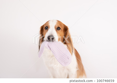 Kooikerhondje 頑皮地拿著他主人的襪子 100746659