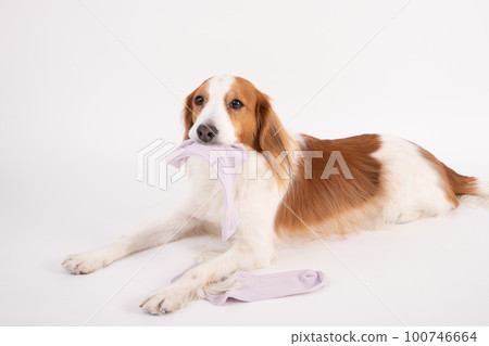 Kooikerhondje 頑皮地拿著他主人的襪子 100746664