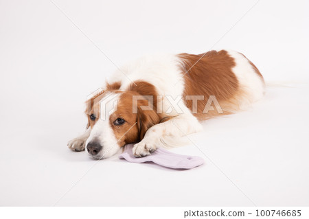 Kooikerhondier 後悔玩主人的襪子 Kooikerhondier 後悔玩主人的襪子 100746685