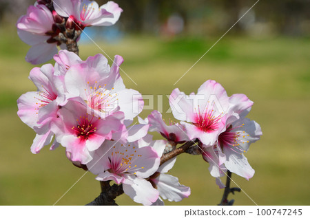 Almond flower Almond flower 100747245