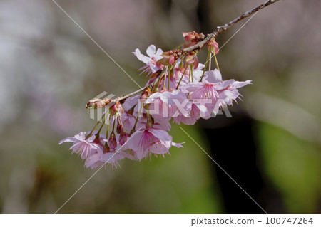 Landscape material Beautiful first-generation cherry blossoms that shine in the spring sun Landscape material Beautiful first-generation cherry blossoms that shine in the spring sun 100747264