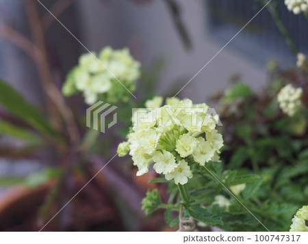 可愛的盛開的鮮花 100747317