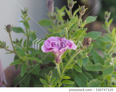 可愛的盛開的鮮花 100747320