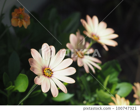 可愛的盛開的鮮花 100747321