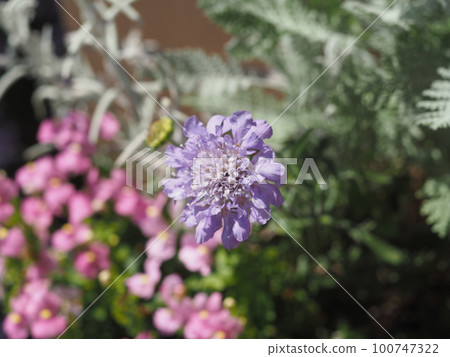 可愛的盛開的鮮花 100747322
