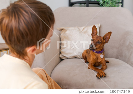 Dog training teams. Happy woman training pet at home in living room, playing 100747349