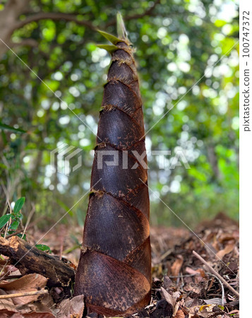 竹筍低角度 100747372