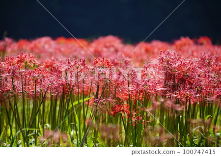 Cluster of cluster amaryllis 100747415