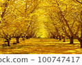 ginkgo garden 100747417