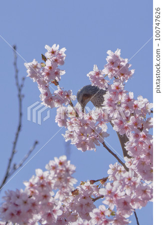 Scenery material: First-generation cherry blossoms and brown-eared bulbuls that shine in the spring sun Scenery material: First-generation cherry blossoms and brown-eared bulbuls that shine in the spring sun 100747626