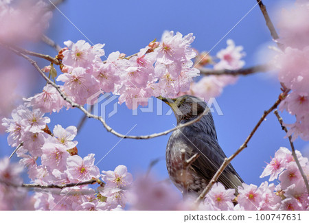 Scenery material: First-generation cherry blossoms and brown-eared bulbuls that shine in the spring sun 100747631