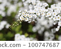 雪柳，一種春天的花朵，在它的枝條上開滿了漂亮的白色花朵[三月] 100747687