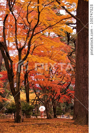 Autumn leaves of Kenrokuen 100747828