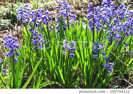 Hyacinth 100748222
