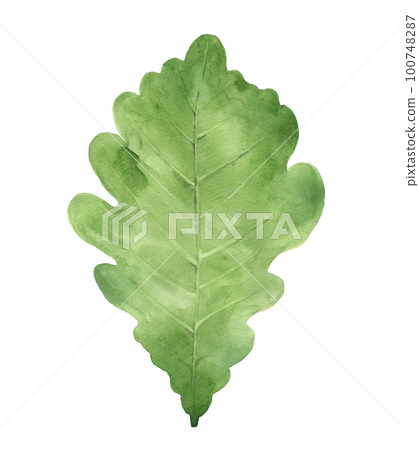 Kashiwa leaf watercolor 100748287