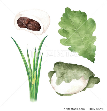 Kashiwamochi, irises, and Kashiwa leaf watercolor set 100748293